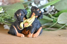 Sherratt simpson doberman for sale Sherratt simpson doberman for sale  SPALDING