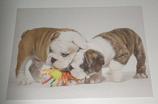 English Bulldog Bulldogge Welpen Hunde Dog Postkarte Postcard Ak Hundepostkarte comprar usado English Bulldog Bulldogge Welpen Hunde Dog Postkarte Postcard Ak Hundepostkarte comprar usado  Enviando para Brazil