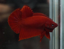 angel fish for sale angel fish for sale Shipping to Ireland