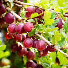 Uva spina rossa usato  Valmacca