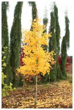Ginkgo biloba menhir for sale  NEWRY