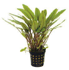 Cryptocoryne undulatus live for sale  NEWTON ABBOT