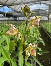 Paphiopedilum mem albert d'occasion  Expédié en Belgium