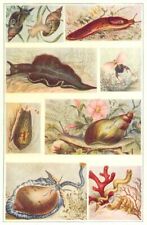 Mollusca. pond snail for sale  LONDON