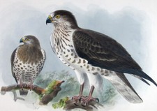 1872 keulemans dipinto usato  Urbino