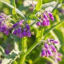 Comfrey root cuttings for sale  WETHERBY