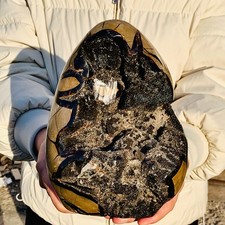 10.12lb natural turtle for sale  Burlington