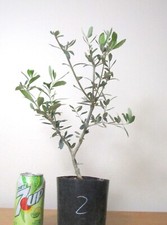 Dwarf bonita european for sale  Garden Grove