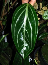 PEPEROMIA MACULOSA, Planta Incomum, Companheiro Aróide, Fantásticas Folhas Suculentas!! comprar usado  Enviando para Brazil