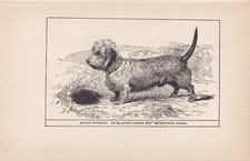 1900 dandie dinmont for sale  BIDEFORD