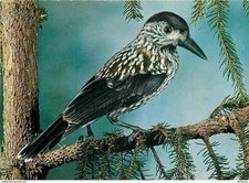 Animals birds nutcracker d'occasion  Expédié en Belgium
