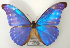 Morpho rhetenor augustinae d'occasion  Paris XI