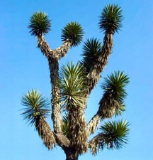 Yucca filifera palma usato  Napoli
