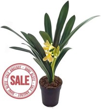 Clivia hybride gelb gebraucht kaufen  Leipzig