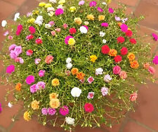 Color mixes grandiflora for sale  Donna