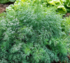 Graines aneth monarch d'occasion  Guipavas