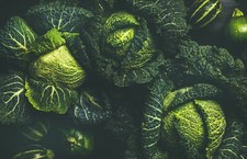 Cabbage plants ormskirk for sale  DUDLEY
