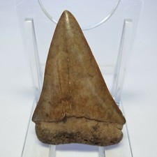 Carcharocles megalodon tooth for sale  MILLOM