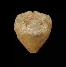 Conchiglia shell cypraea usato  San Cesareo