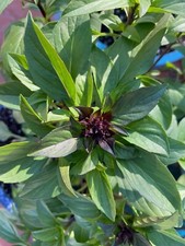 Live thai basil for sale  Naples