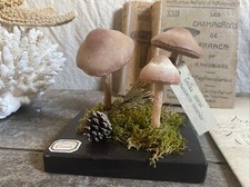 Mushroom pharmacy school d'occasion  Expédié en Belgium