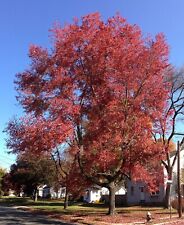 seasoned maple firewood for sale  Wheaton