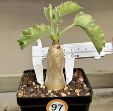Cyphostemma uter var.macropus for sale  Shipping to United Kingdom