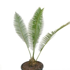 Dioon edule jacala usato  Napoli