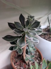 Echeveria pulvinata devotion for sale  Philadelphia