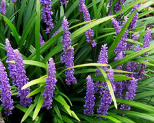 Liriope muscari majestic for sale  Decatur