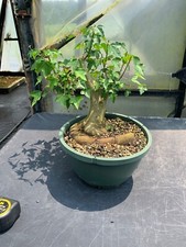 Trident maple bonsai for sale  Louisburg