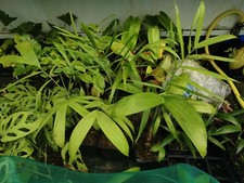 Chamaedorea seifrizii pot for sale  HOLT