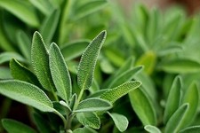 Sage plug plants for sale  PRESTON