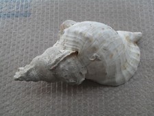 Conchiglia shell charonia usato  Italia