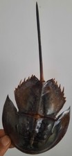 Curiosité taxidermie coquilla d'occasion  Montpellier-