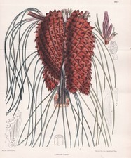 Pinus Tuberculata América Botánica Litografía Curtis 8717 comprar usado  Enviando para Brazil