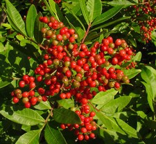 Schinus terebinthifolius piant usato  Napoli