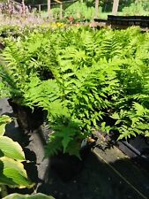 Ostrich fern matteuccia for sale  New Castle