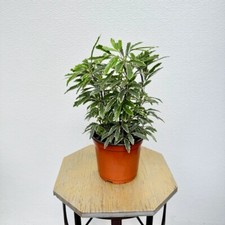 Live schefflera elegantissima for sale  Lake Worth
