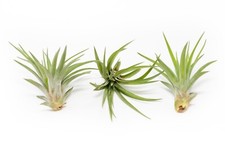 Tillandsia velutina air for sale  Saint Augustine
