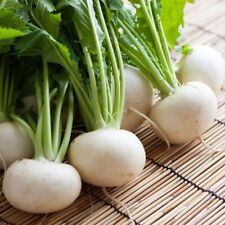 100 genuine turnip for sale  NORTH SHIELDS