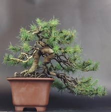 Shohin bonsai pino usato  Venezia