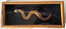 Vero serpente vipera usato  Palermo