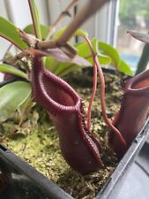 Nepenthes seeds pod for sale  BRIDGWATER
