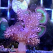 Pink kenya tree for sale  UK