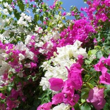 Buganville bougainvillea piant usato  Valmacca