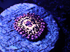 Stratosphere zoa. wysiwyg for sale  UK