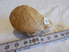 Fossile..oursin.echinolampas g d'occasion  Sainte-Maxime