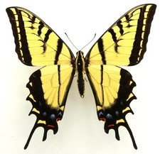 Papilio multicaudata pusillus gebraucht kaufen  München