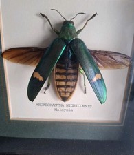 Bug insects megaloxantha for sale  CANTERBURY
